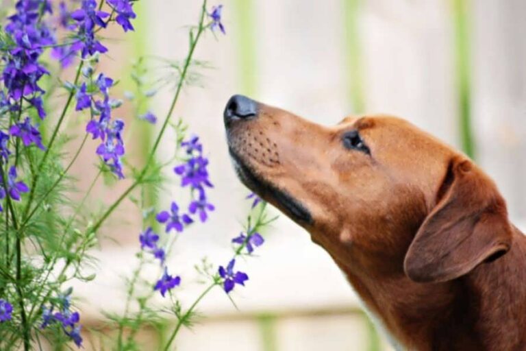 mirosul-cainilor
