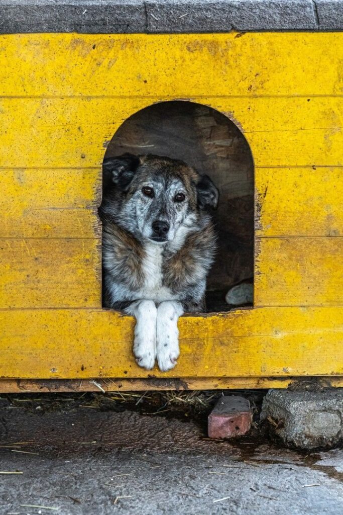 Lala-adoptii-adapostul-speranta_1280