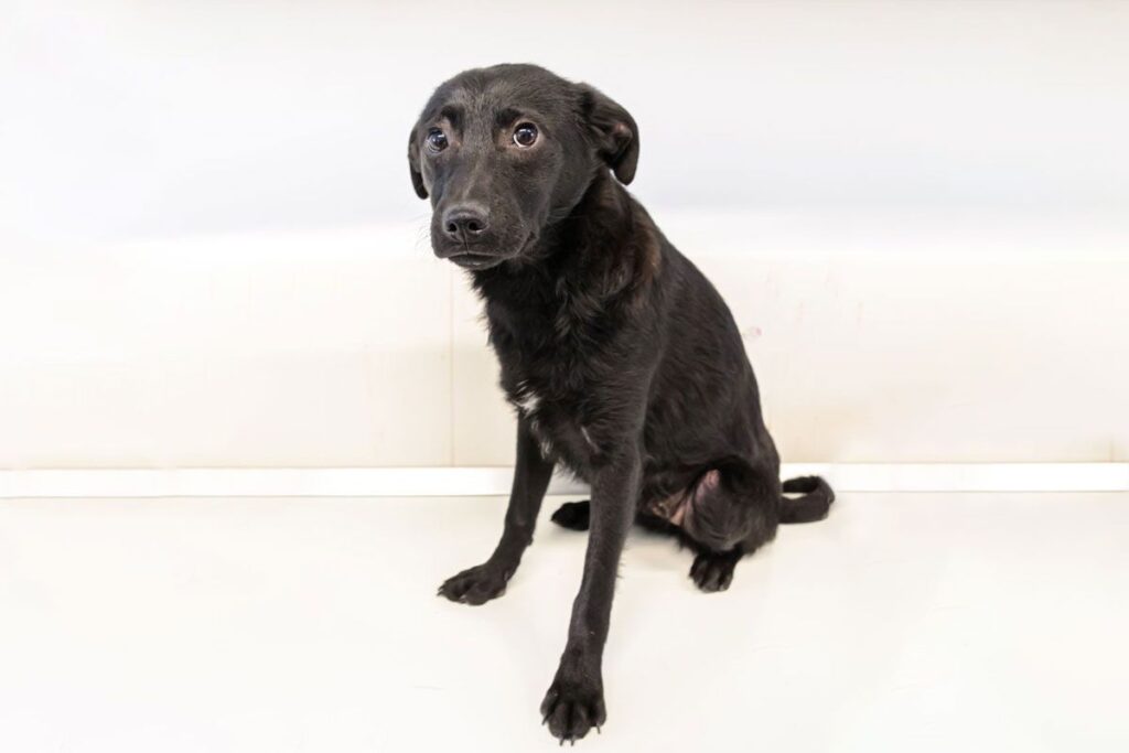 Rafa-adoptie_1280